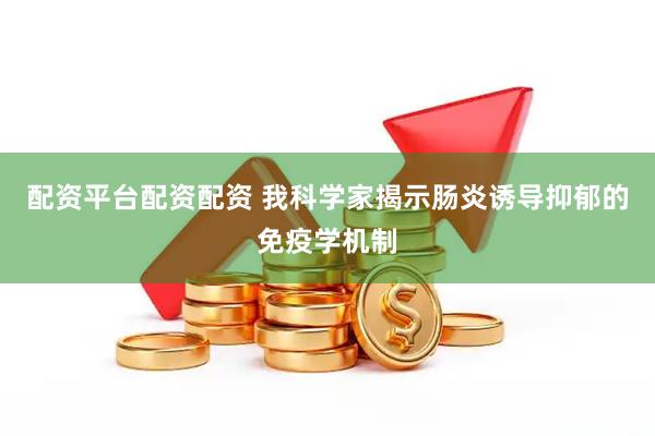 配资平台配资配资 我科学家揭示肠炎诱导抑郁的免疫学机制
