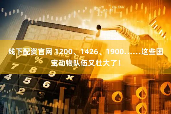 线下配资官网 1200、1426、1900……这些国宝动物队伍又壮大了！